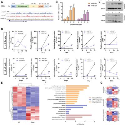 Genome-wide 5-hydroxymethylcytosine (5hmC) reassigned in Pten-depleted mESCs along neural differentiation